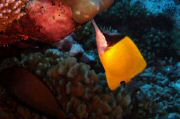 Moorea13 (Small).JPG
